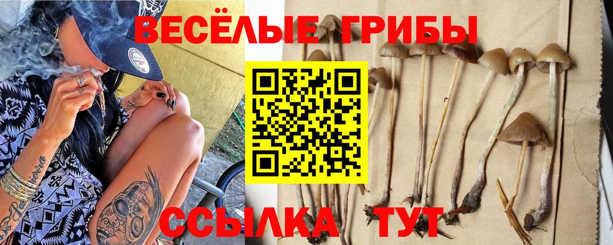 Сосновоборск  купить наркотики сайты  Псилоцибиновые грибы Magic Shrooms  Вход с VPN  Галлюциногенные грибы Psilocybine cubensis 